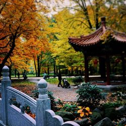 Autumn trees in park