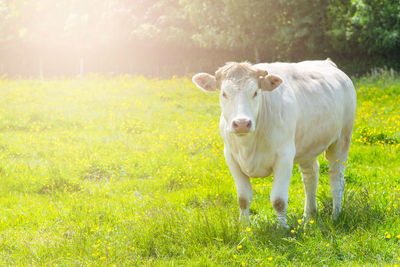 Portrait of a horse standing in field