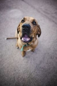 High angle portrait of a dog