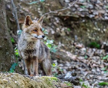 Portrait of squirrel on rock