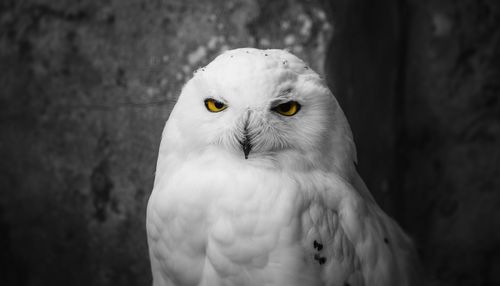 Close-up portrait of a bird