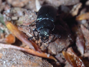 Close-up of fly on rock