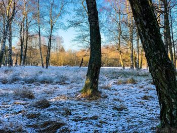 Bare trees on snow covered land