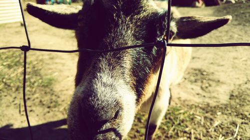 Close-up of horse