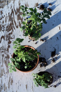 High angle view of potted plant on table