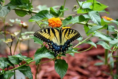 Close-up of butterfly pollinating flower