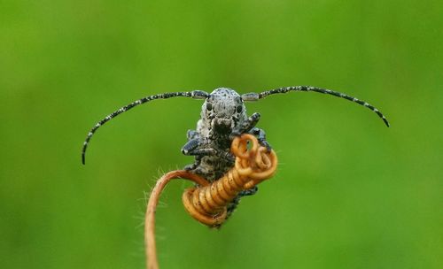 Close-up of spider