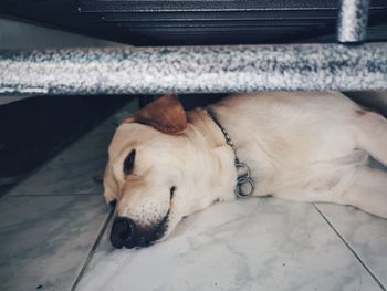 High angle view of dog sleeping on floor