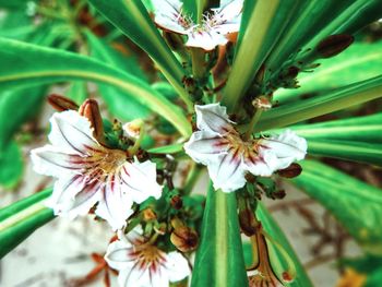 Close-up of white flowering plant