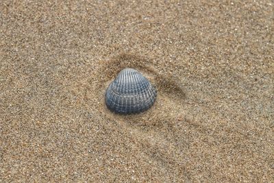 High angle view of shell on sand