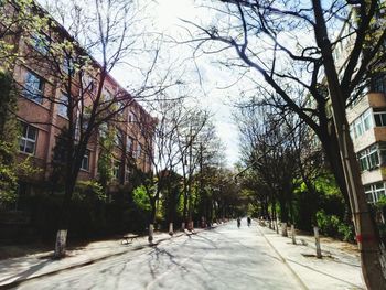Road amidst trees in city