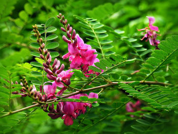 Close-up of pink flowers blooming outdoors