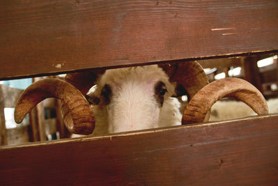 Close-up portrait on sheep seen through planks in pen