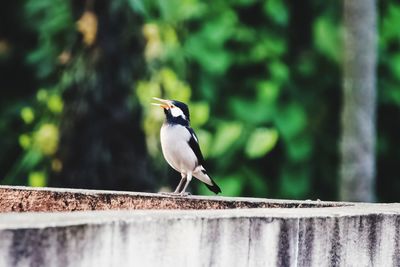 Bird perching on retaining wall