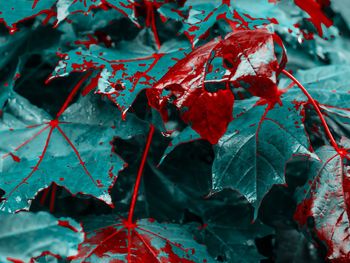 Leaves in blood 