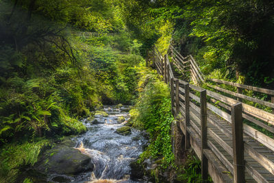 Scenic view of river amidst trees in forest