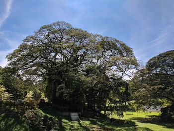 Low angle view of trees against sky