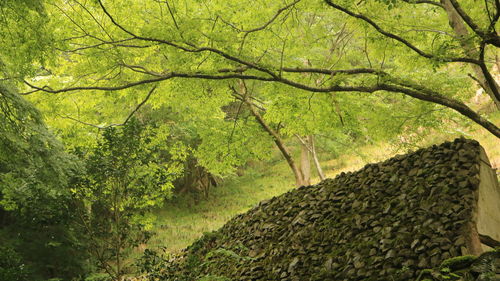 Scenic view of forest