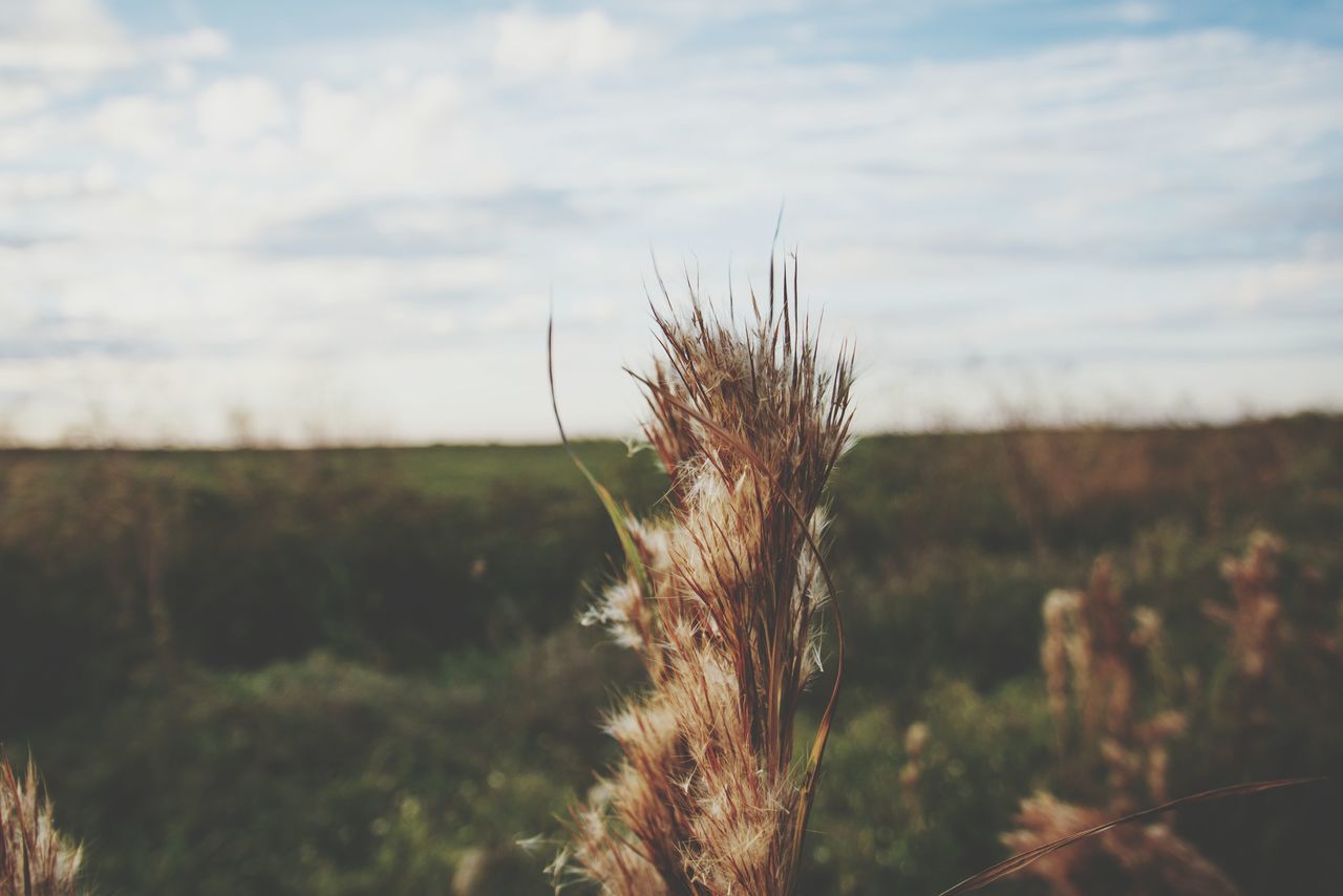 nature, field, tranquility, growth, sky, no people, tranquil scene, outdoors, plant, day, grass, beauty in nature, close-up, scenics, landscape