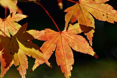 Close-up of maple leaves