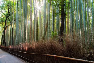 Bamboo trees in forest