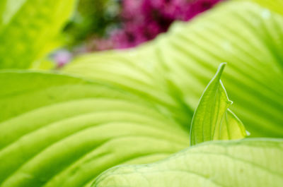 Close-up of multi colored leaf