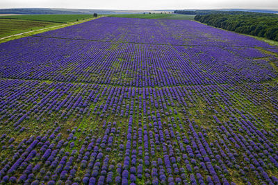 High angle view of lavender growing on field