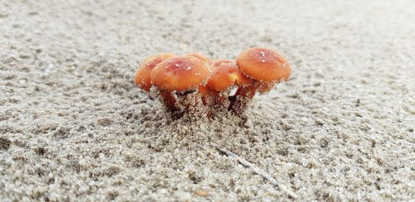 Close-up of mushroom on field