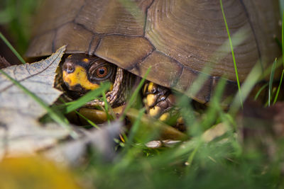 Close up of a turtle