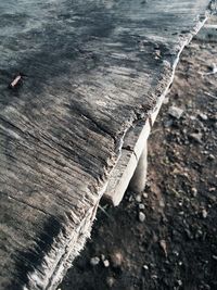 High angle view of tree trunk