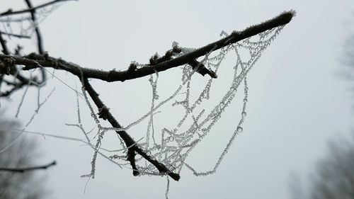 Low angle view of spider web on branch against sky