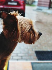 Close-up of a dog looking away