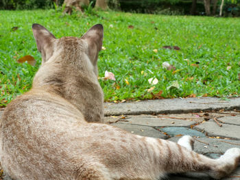 Cat relaxing on field