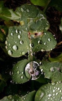 Close-up of leaves on water
