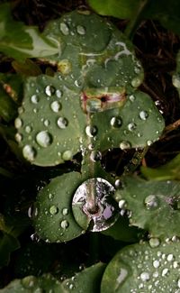 Close-up of leaves on water