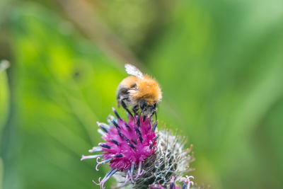 Close-up of bee pollinating on purple flower