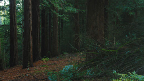 Trees in forest