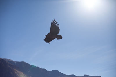 Low angle view of birds flying in sky