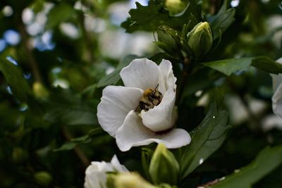 Close-up of bee on white rose blooming outdoors