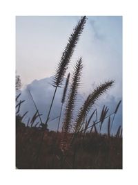 Close-up of plants against sky