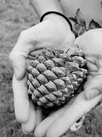 Cropped hands of woman holding pine cone