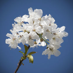 Close-up of cherry blossoms against clear blue sky