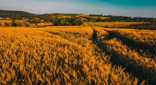 Scenic view of field against yellow sky
