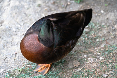 Close-up of bird