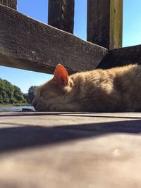 Cat sleeping