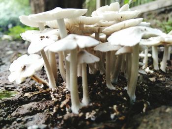 Close-up of mushrooms