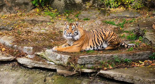 Tiger in zoo