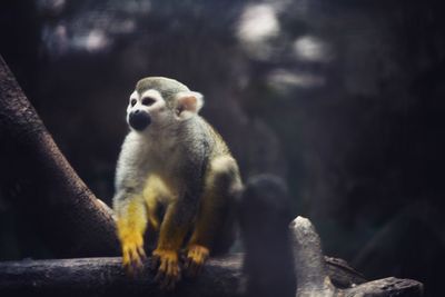 Low angle view of spider monkey on branch