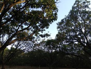 Low angle view of trees in forest