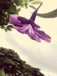 Low angle view of flower tree against sky
